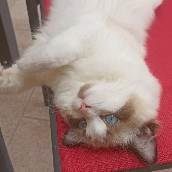 Chaton Ragdoll seal point & blanc