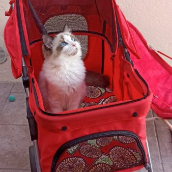 Chaton Ragdoll seal point & blanc