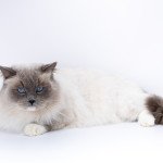 Oust portrait 5 
