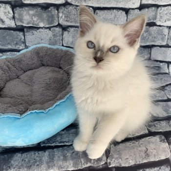 Chaton Ragdoll B - Dolly ❤ Oust 2020 Les Ragdolls de la Croisette