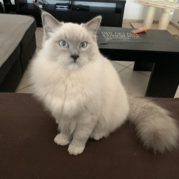 Chaton Ragdoll B - Dolly ❤ Oust 2020 Les Ragdolls de la Croisette