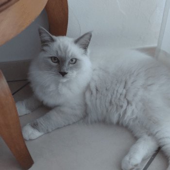 Chaton Ragdoll B - Dolly ❤ Oust 2020 Les Ragdolls de la Croisette