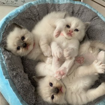 Chaton Ragdoll C - O'Lice ❤ Oust 2020 Les Ragdolls de la Croisette Chaton Ragdoll C - O'Lice ❤ Oust 2020 Les Ragdolls de la Croisette