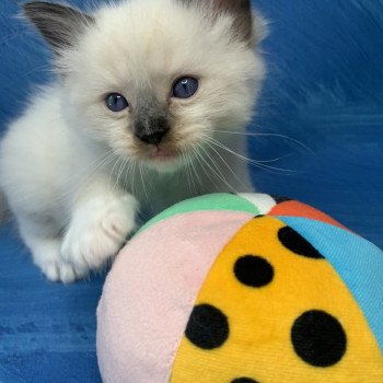 Chaton Ragdoll C - O'Lice ❤ Oust 2020 Les Ragdolls de la Croisette Chaton Ragdoll C - O'Lice ❤ Oust 2020 Les Ragdolls de la Croisette