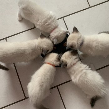 Chaton Ragdoll C - O'Lice ❤ Oust 2020 Les Ragdolls de la Croisette Chaton Ragdoll C - O'Lice ❤ Oust 2020 Les Ragdolls de la Croisette