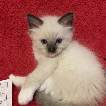 Chaton Ragdoll C - O'Lice ❤ Oust 2020 Les Ragdolls de la Croisette