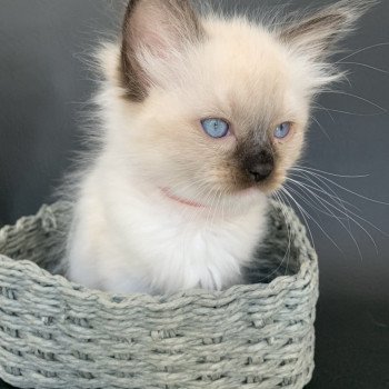 Chaton Ragdoll C - O'Lice ❤ Oust 2020 Les Ragdolls de la Croisette