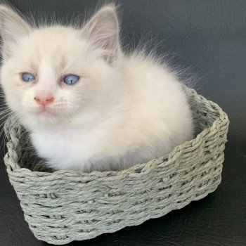 Chaton Ragdoll C - O'Lice ❤ Oust 2020 Les Ragdolls de la Croisette