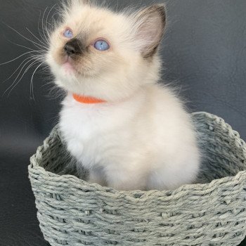Chaton Ragdoll C - O'Lice ❤ Oust 2020 Les Ragdolls de la Croisette Chaton Ragdoll C - O'Lice ❤ Oust 2020 Les Ragdolls de la Croisette