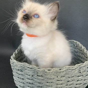 Chaton Ragdoll C - O'Lice ❤ Oust 2020 Les Ragdolls de la Croisette