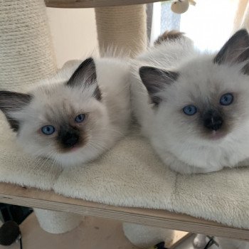 Chaton Ragdoll C - O'Lice ❤ Oust 2020 Les Ragdolls de la Croisette Chaton Ragdoll C - O'Lice ❤ Oust 2020 Les Ragdolls de la Croisette