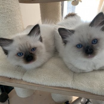 Chaton Ragdoll C - O'Lice ❤ Oust 2020 Les Ragdolls de la Croisette