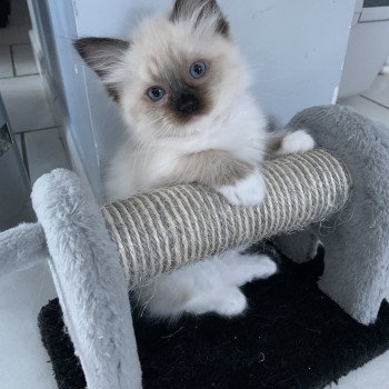 Chaton Ragdoll C - O'Lice ❤ Oust 2020 Les Ragdolls de la Croisette