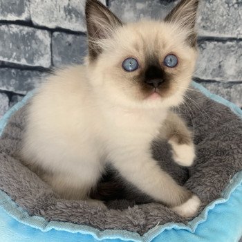 Chaton Ragdoll C - O'Lice ❤ Oust 2020 Les Ragdolls de la Croisette