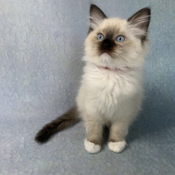 Chaton Ragdoll C - O'Lice ❤ Oust 2020 Les Ragdolls de la Croisette