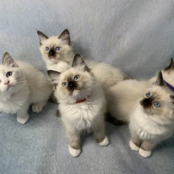 Chaton Ragdoll C - O'Lice ❤ Oust 2020 Les Ragdolls de la Croisette