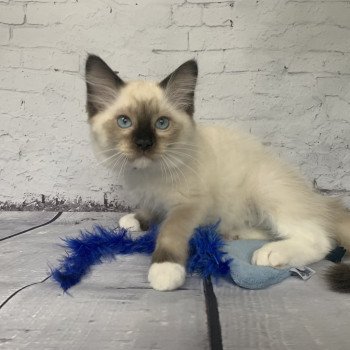 Chaton Ragdoll C - O'Lice ❤ Oust 2020 Les Ragdolls de la Croisette