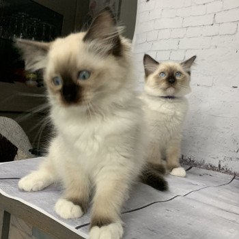 Chaton Ragdoll C - O'Lice ❤ Oust 2020 Les Ragdolls de la Croisette