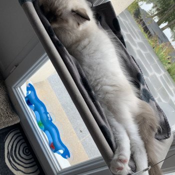 Chaton Ragdoll C - O'Lice ❤ Oust 2020 Les Ragdolls de la Croisette Chaton Ragdoll C - O'Lice ❤ Oust 2020 Les Ragdolls de la Croisette