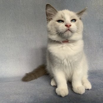 Chaton Ragdoll C - O'Lice ❤ Oust 2020 Les Ragdolls de la Croisette Chaton Ragdoll C - O'Lice ❤ Oust 2020 Les Ragdolls de la Croisette