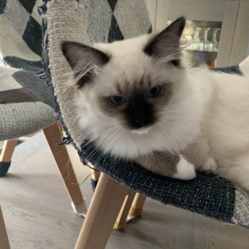 Chaton Ragdoll C - O'Lice ❤ Oust 2020 Les Ragdolls de la Croisette Chaton Ragdoll C - O'Lice ❤ Oust 2020 Les Ragdolls de la Croisette