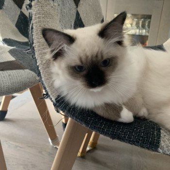 Chaton Ragdoll C - O'Lice ❤ Oust 2020 Les Ragdolls de la Croisette