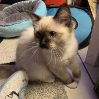 Chaton Ragdoll C - O'Lice ❤ Oust 2020 Les Ragdolls de la Croisette Chaton Ragdoll C - O'Lice ❤ Oust 2020 Les Ragdolls de la Croisette