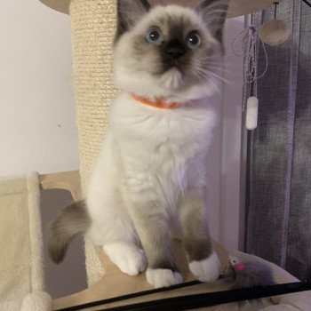 Chaton Ragdoll C - O'Lice ❤ Oust 2020 Les Ragdolls de la Croisette Chaton Ragdoll C - O'Lice ❤ Oust 2020 Les Ragdolls de la Croisette