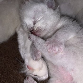 Chaton Ragdoll A- O'Lice ❤ Oust 2020 Les Ragdolls de la Croisette Chaton Ragdoll A- O'Lice ❤ Oust 2020 Les Ragdolls de la Croisette