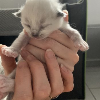 Chaton Ragdoll A- O'Lice ❤ Oust 2020 Les Ragdolls de la Croisette Chaton Ragdoll A- O'Lice ❤ Oust 2020 Les Ragdolls de la Croisette