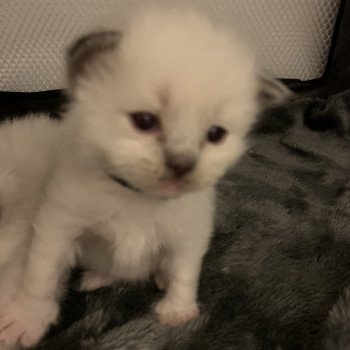 Chaton Ragdoll A- O'Lice ❤ Oust 2020 Les Ragdolls de la Croisette Chaton Ragdoll A- O'Lice ❤ Oust 2020 Les Ragdolls de la Croisette