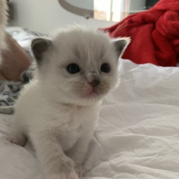 Chaton Ragdoll A- O'Lice ❤ Oust 2020 Les Ragdolls de la Croisette