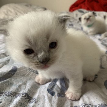 Chaton Ragdoll A- O'Lice ❤ Oust 2020 Les Ragdolls de la Croisette