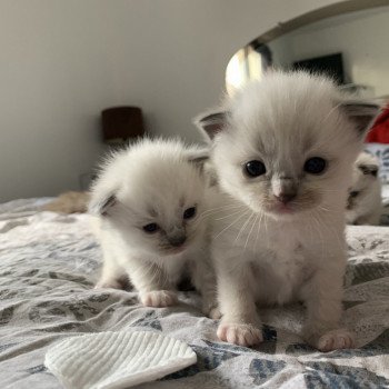 Chaton Ragdoll A- O'Lice ❤ Oust 2020 Les Ragdolls de la Croisette