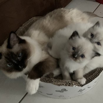 Chaton Ragdoll A- O'Lice ❤ Oust 2020 Les Ragdolls de la Croisette Chaton Ragdoll A- O'Lice ❤ Oust 2020 Les Ragdolls de la Croisette