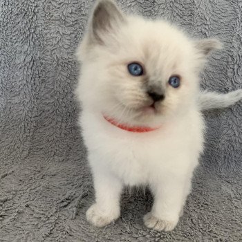 Chaton Ragdoll A- O'Lice ❤ Oust 2020 Les Ragdolls de la Croisette