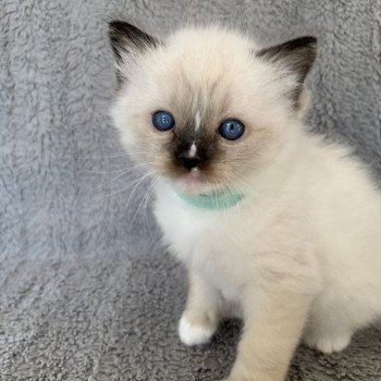 Chaton Ragdoll A- O'Lice ❤ Oust 2020 Les Ragdolls de la Croisette