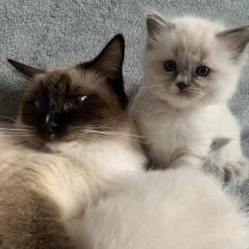 Chaton Ragdoll A- O'Lice ❤ Oust 2020 Les Ragdolls de la Croisette