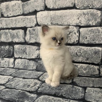 Chaton Ragdoll A- O'Lice ❤ Oust 2020 Les Ragdolls de la Croisette