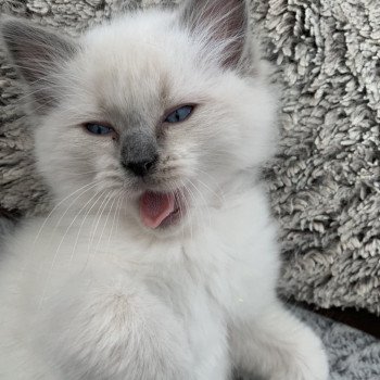 Chaton Ragdoll A- O'Lice ❤ Oust 2020 Les Ragdolls de la Croisette Chaton Ragdoll A- O'Lice ❤ Oust 2020 Les Ragdolls de la Croisette