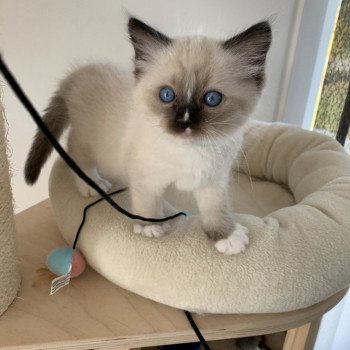 Chaton Ragdoll A- O'Lice ❤ Oust 2020 Les Ragdolls de la Croisette