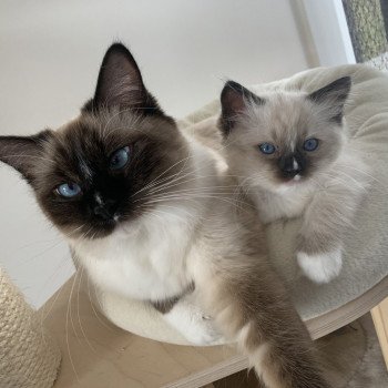 Chaton Ragdoll A- O'Lice ❤ Oust 2020 Les Ragdolls de la Croisette