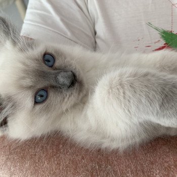 Chaton Ragdoll A- O'Lice ❤ Oust 2020 Les Ragdolls de la Croisette