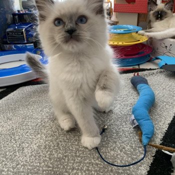 Chaton Ragdoll A- O'Lice ❤ Oust 2020 Les Ragdolls de la Croisette