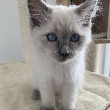 Chaton Ragdoll A- O'Lice ❤ Oust 2020 Les Ragdolls de la Croisette