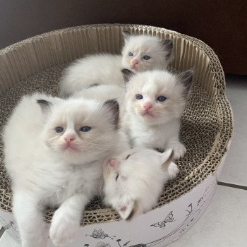 Chaton Ragdoll D - Phelia ❤ Oust 2020 Les Ragdolls de la Croisette Chaton Ragdoll D - Phelia ❤ Oust 2020 Les Ragdolls de la Croisette