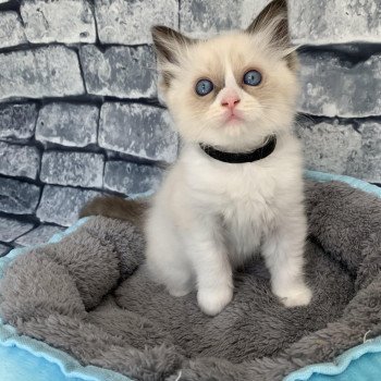 Chaton Ragdoll D - Phelia ❤ Oust 2020 Les Ragdolls de la Croisette