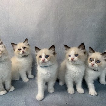 Chaton Ragdoll D - Phelia ❤ Oust 2020 Les Ragdolls de la Croisette Chaton Ragdoll D - Phelia ❤ Oust 2020 Les Ragdolls de la Croisette