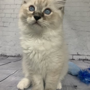 Chaton Ragdoll D - Phelia ❤ Oust 2020 Les Ragdolls de la Croisette