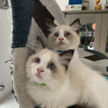Chaton Ragdoll D - Phelia ❤ Oust 2020 Les Ragdolls de la Croisette Chaton Ragdoll D - Phelia ❤ Oust 2020 Les Ragdolls de la Croisette